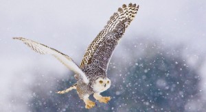 wisconsin snowy owl, web design florida, web design madison, website companies near me, web developers chicago, chiropractic web design, web design agency near me, milwaukee website design, roofing web design, web developers new york, business rewards cards, colorado web design, web design colorado springs, web design wisconsin, industrial web design, architect website design, website design milwaukee,winter owl, green bay graphic designers, wisconsin graphic designers, appleton graphic designers, web consultants wi, wi commercial photographers, Professional drone aerial photos