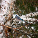 blue jay, fox valley web design, fvwd, winter wi native birds, green bay, wisconsin